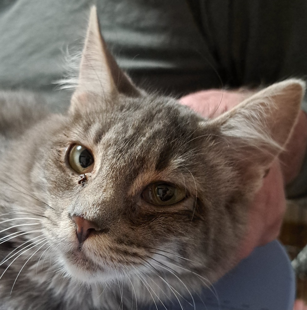 Marnie, an adoptable Domestic Medium Hair, Domestic Short Hair in Moses Lake, WA, 98837 | Photo Image 1