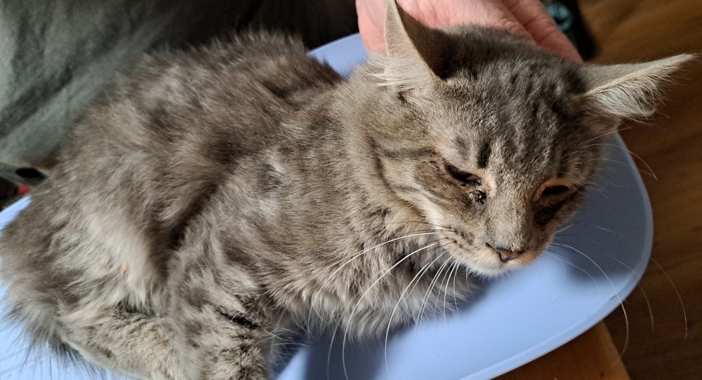 Marnie, an adoptable Domestic Medium Hair, Domestic Short Hair in Moses Lake, WA, 98837 | Photo Image 2