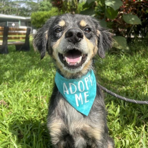 Ted, an adoptable Mixed Breed in Kailua Kona, HI, 96740 | Photo Image 1