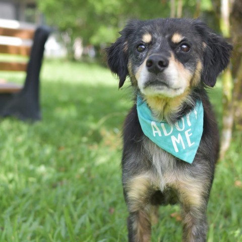 Ted, an adoptable Mixed Breed in Kailua Kona, HI, 96740 | Photo Image 2