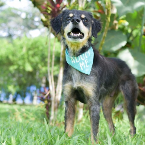 Ted, an adoptable Mixed Breed in Kailua Kona, HI, 96740 | Photo Image 3