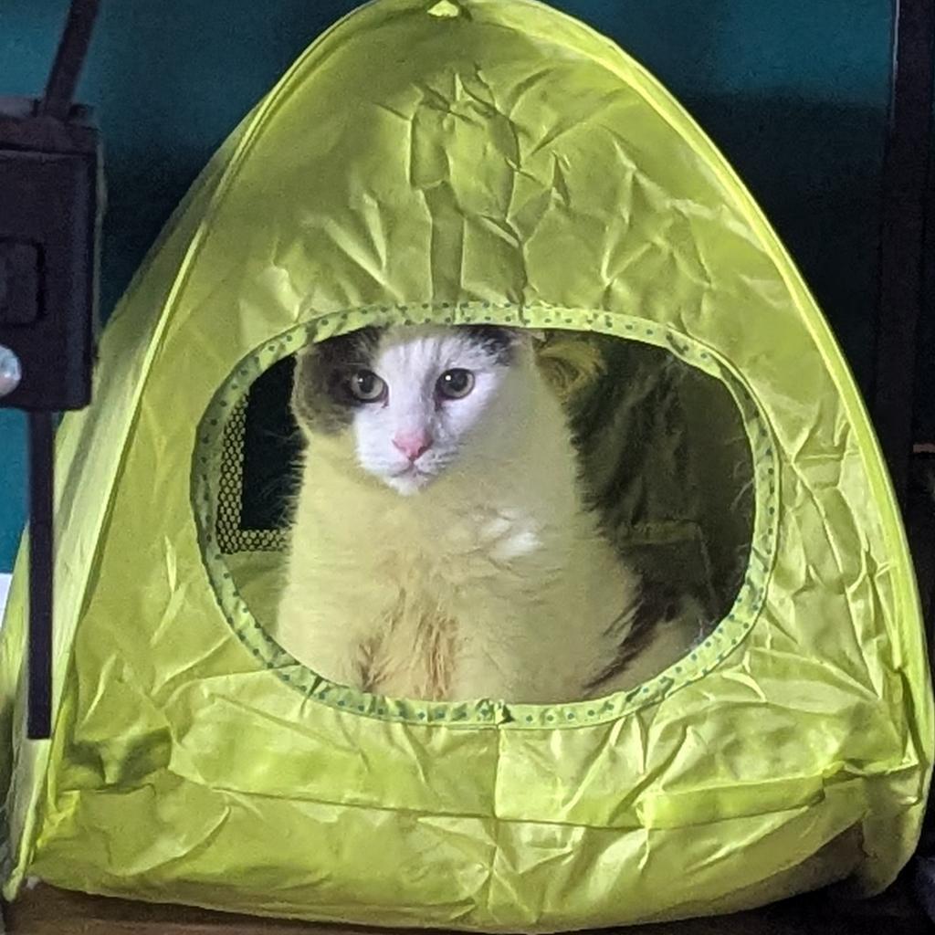Tappy