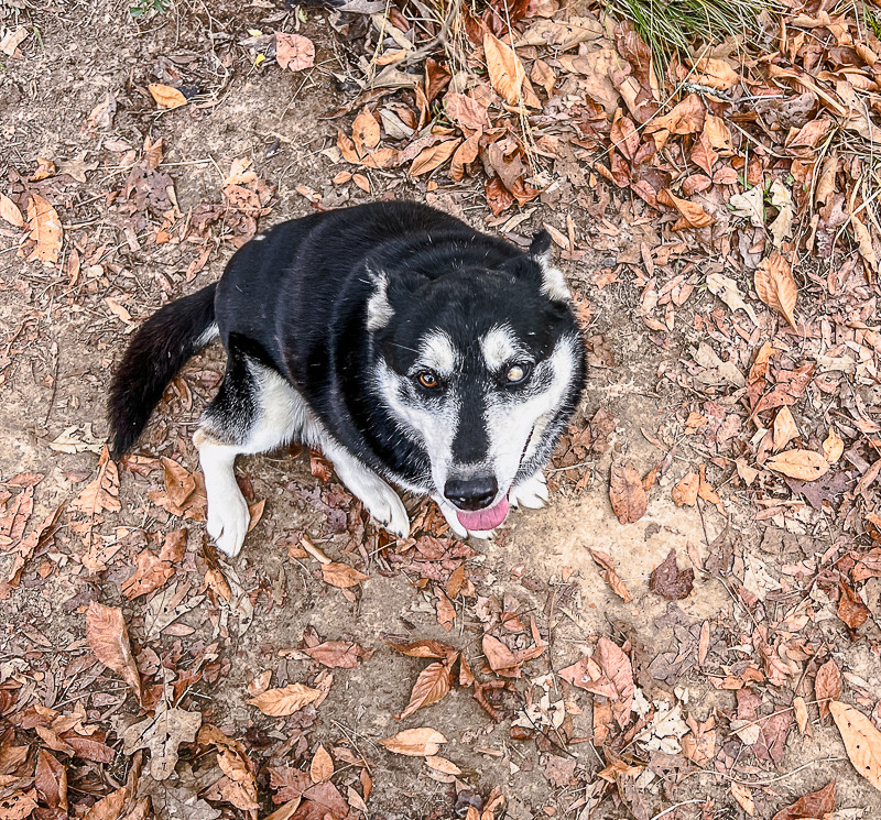 King (adoption fee reduced due to age)