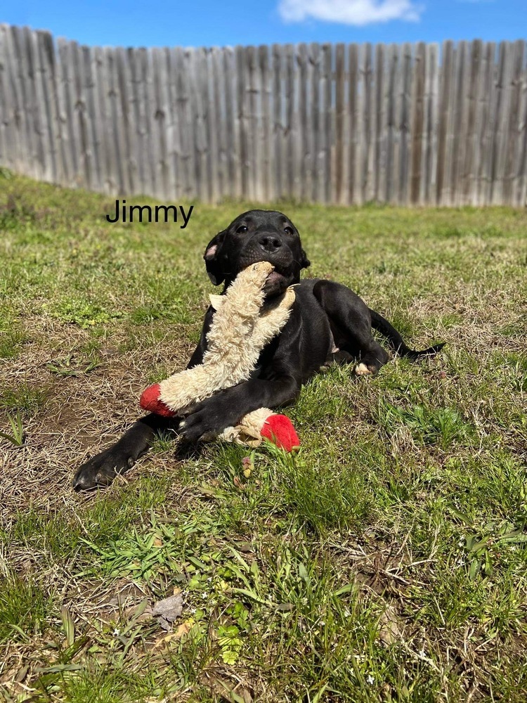 Jimmy