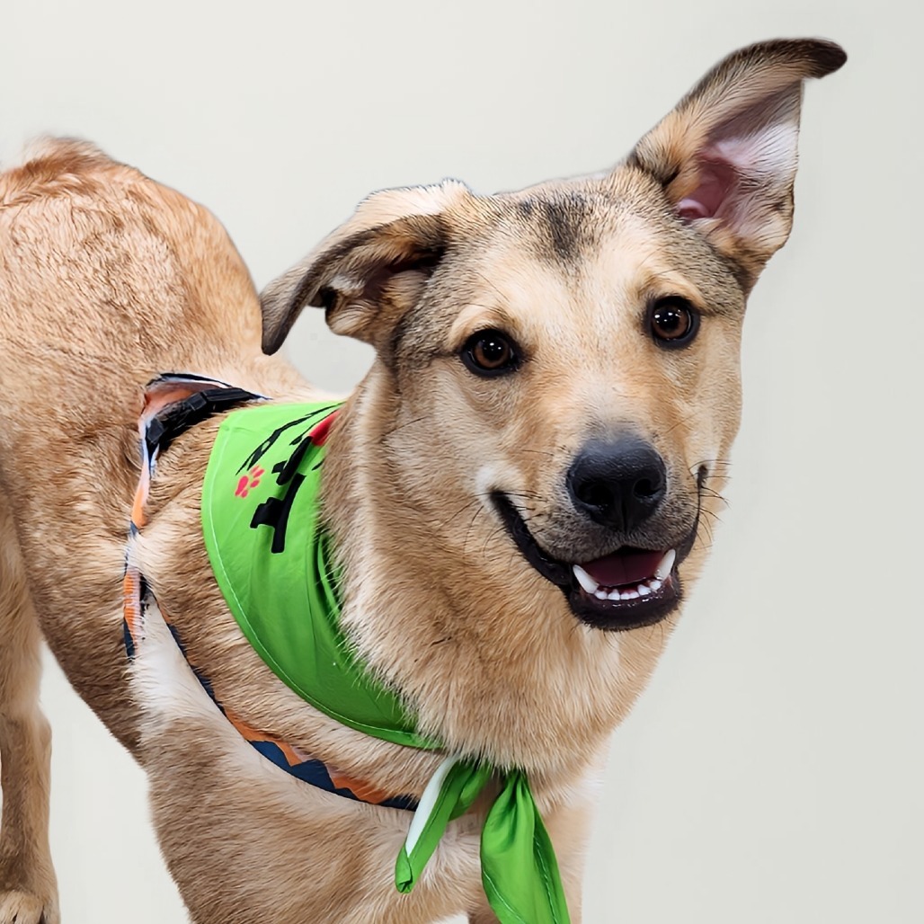 Jack, an adoptable Mixed Breed in Zimmerman, MN, 55398 | Photo Image 1
