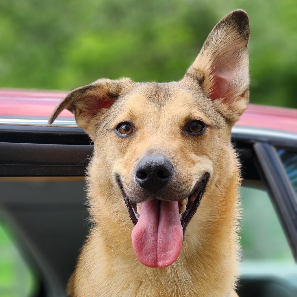 Jack, an adoptable Mixed Breed in Zimmerman, MN, 55398 | Photo Image 1
