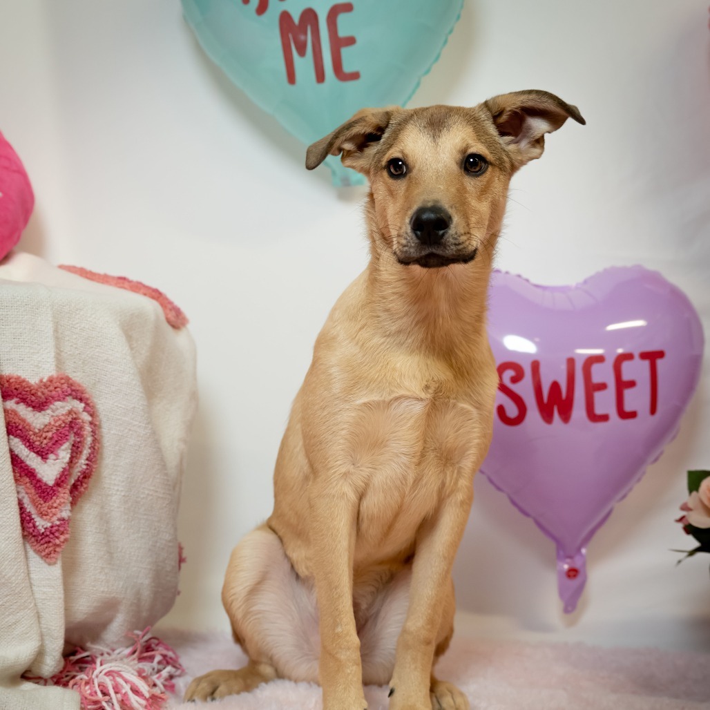 Jack, an adoptable Mixed Breed in Zimmerman, MN, 55398 | Photo Image 2