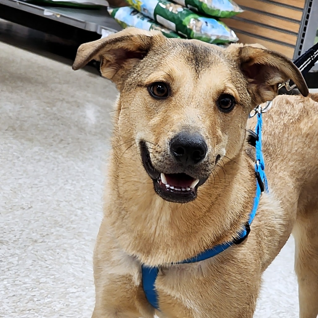 Jack, an adoptable Mixed Breed in Zimmerman, MN, 55398 | Photo Image 3