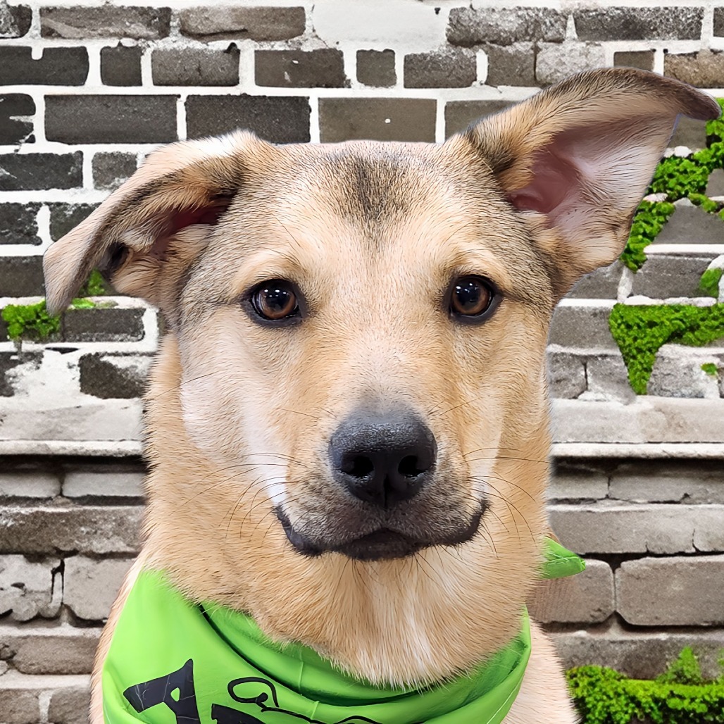 Jack, an adoptable Mixed Breed in Zimmerman, MN, 55398 | Photo Image 3