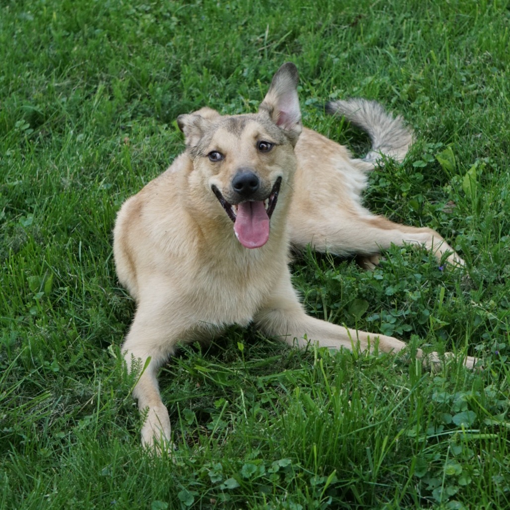 Jack, an adoptable Mixed Breed in Zimmerman, MN, 55398 | Photo Image 4