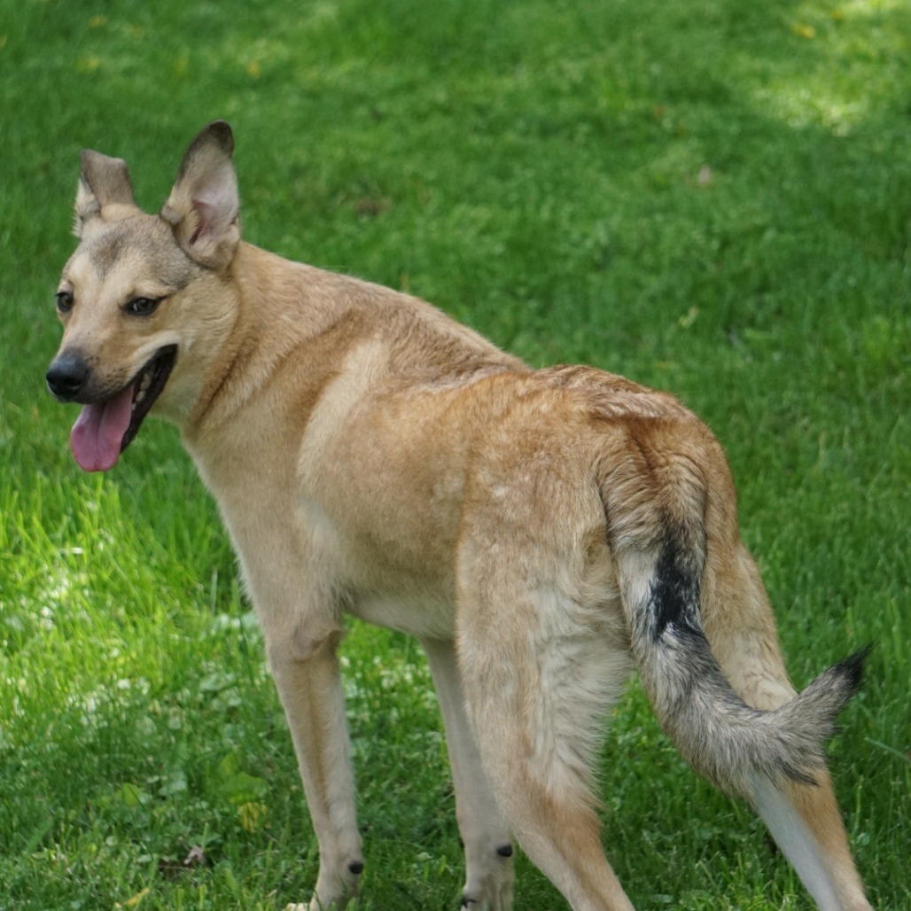 Jack, an adoptable Mixed Breed in Zimmerman, MN, 55398 | Photo Image 5