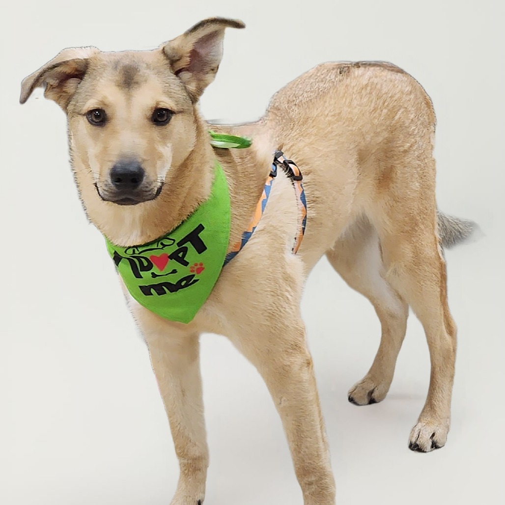 Jack, an adoptable Mixed Breed in Zimmerman, MN, 55398 | Photo Image 5
