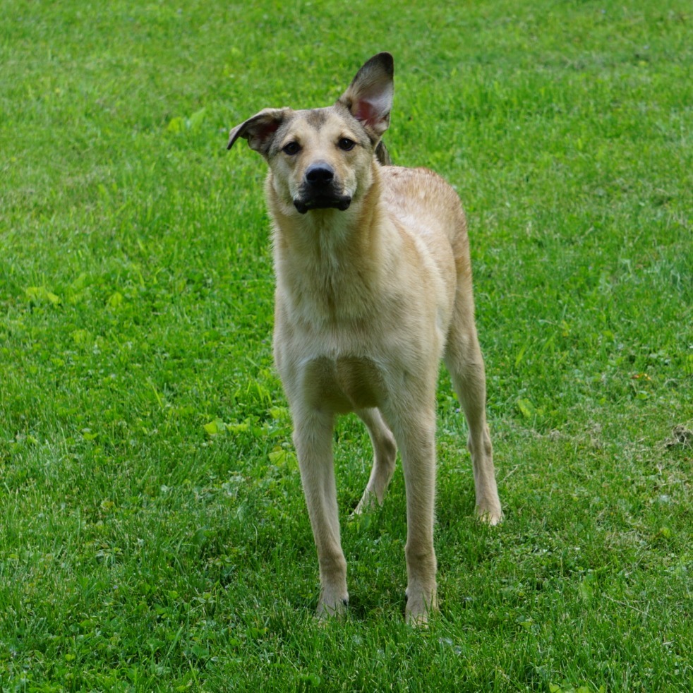 Jack
