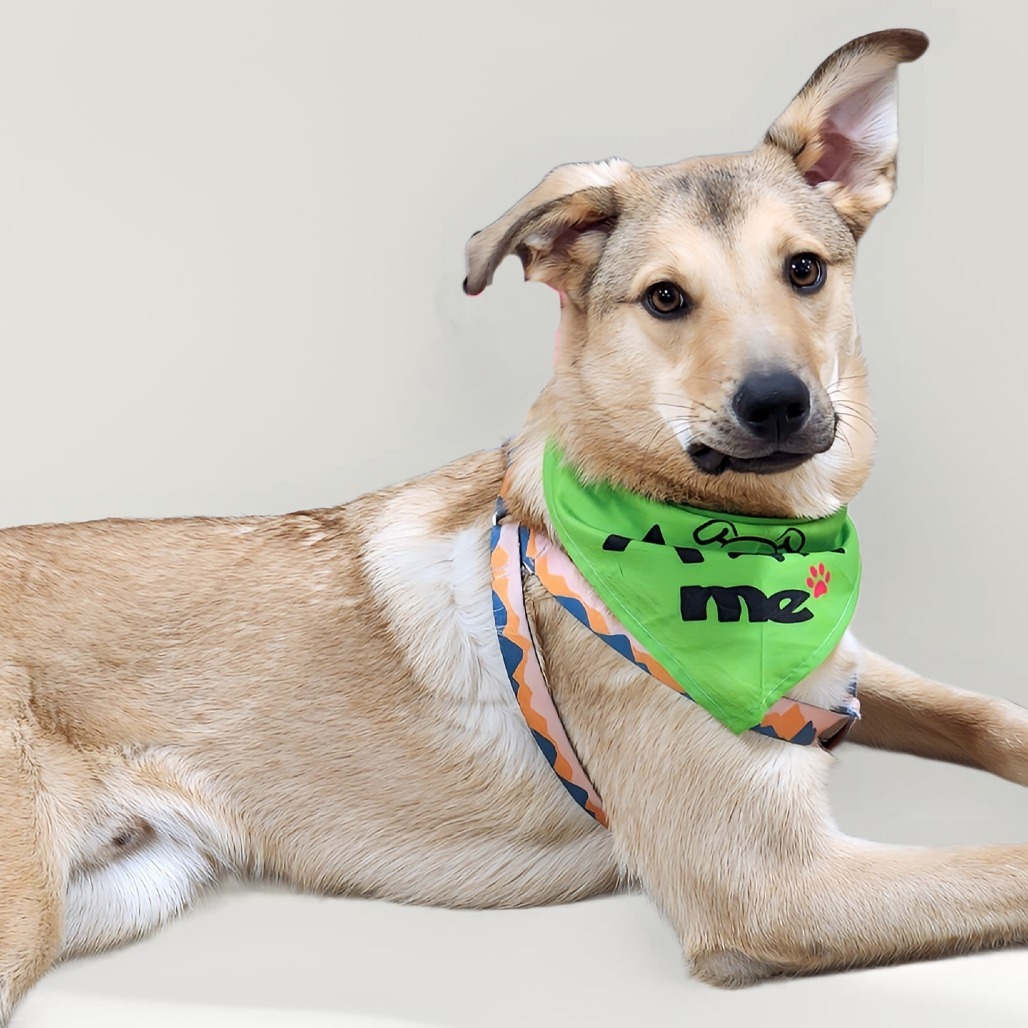 Jack, an adoptable Mixed Breed in Zimmerman, MN, 55398 | Photo Image 6