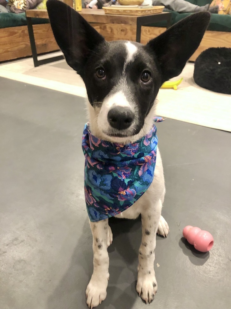 Iris, an adoptable Border Collie in Dodson, MT, 59524 | Photo Image 1