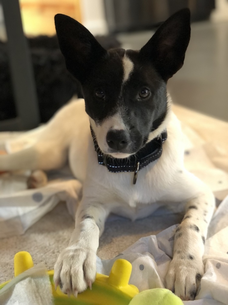 Iris, an adoptable Border Collie in Dodson, MT, 59524 | Photo Image 2