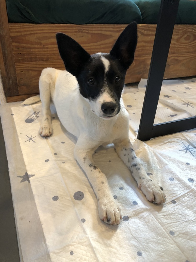 Iris, an adoptable Border Collie in Dodson, MT, 59524 | Photo Image 5