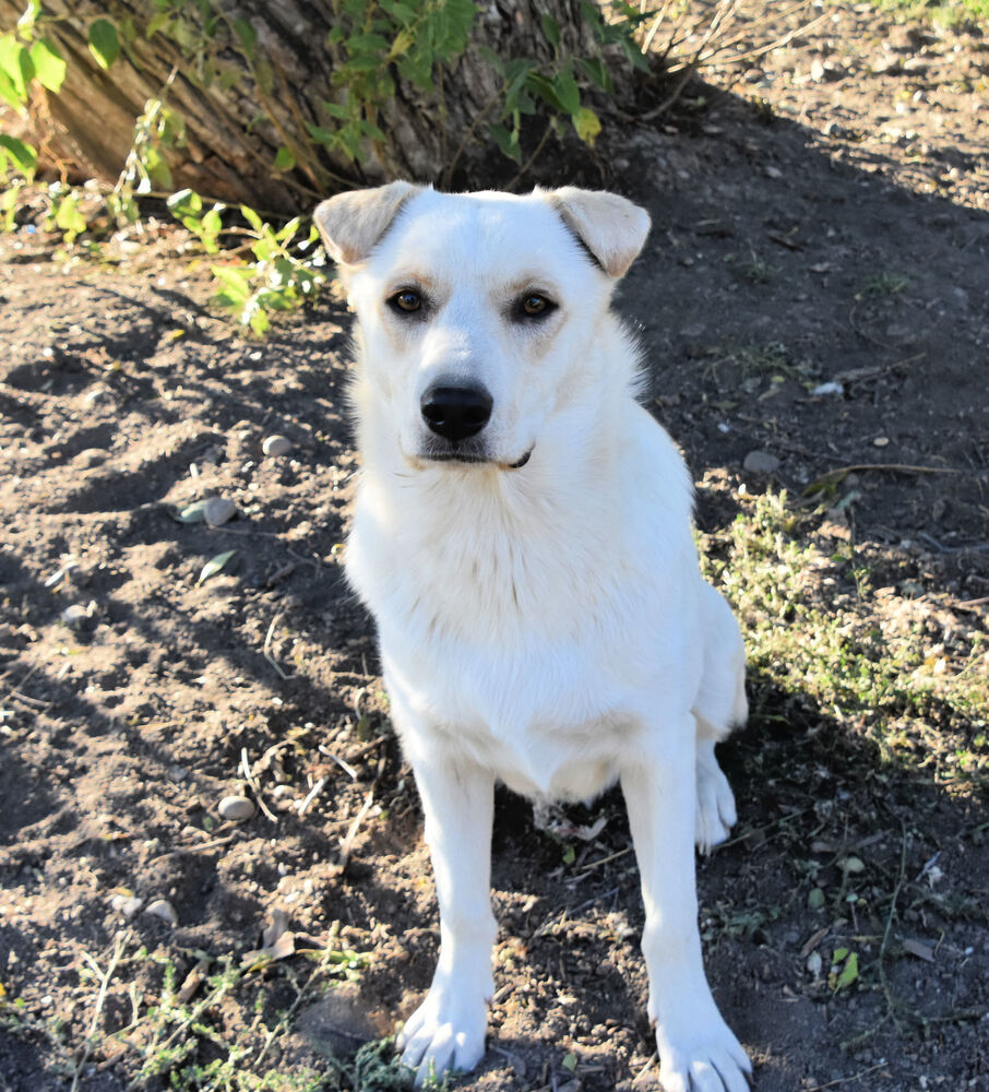 Trevor, an adoptable Labrador Retriever in Dodson, MT, 59524 | Photo Image 1