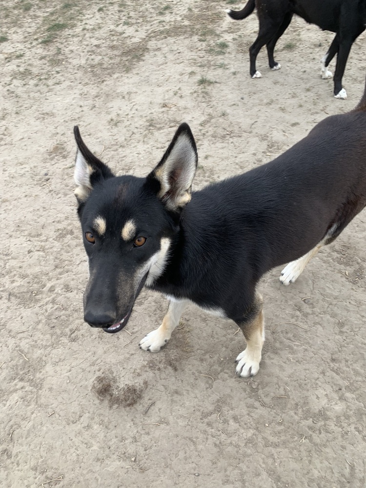 Bonnie, an adoptable German Shepherd Dog in Dodson, MT, 59524 | Photo Image 1