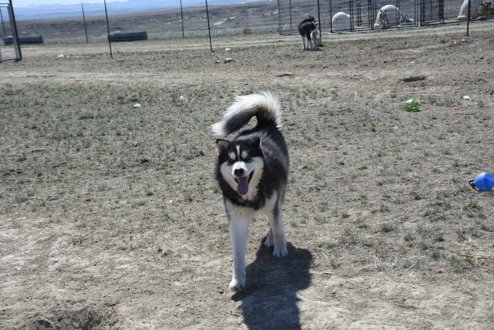 Nome, an adoptable Alaskan Malamute in Dodson, MT, 59524 | Photo Image 2