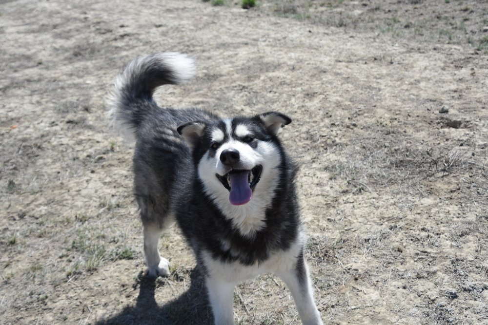 Nome, an adoptable Alaskan Malamute in Dodson, MT, 59524 | Photo Image 6