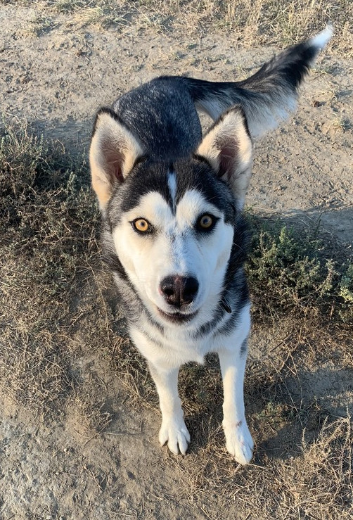 Suki, an adoptable Husky in Dodson, MT, 59524 | Photo Image 1