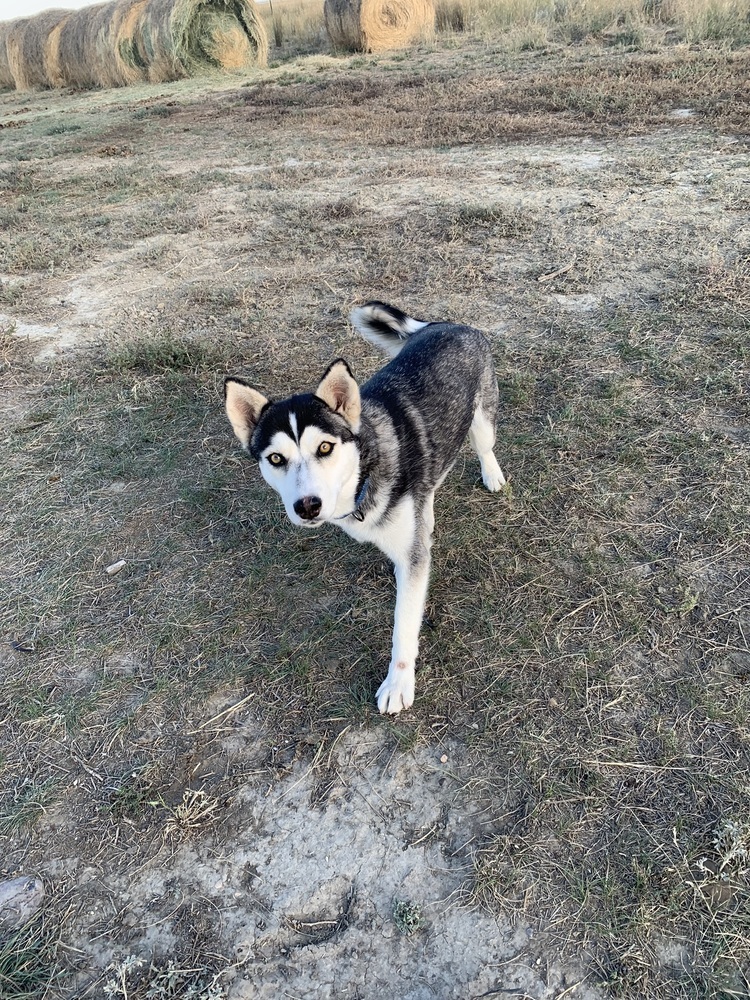 Suki, an adoptable Husky in Dodson, MT, 59524 | Photo Image 2