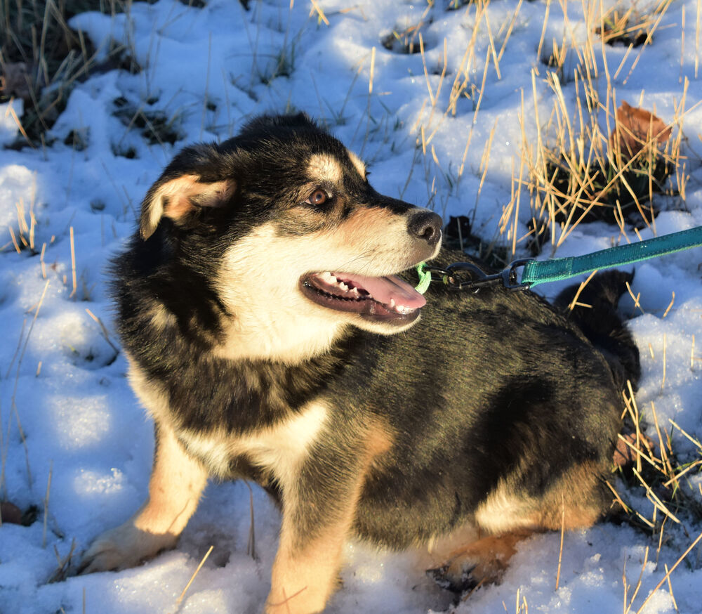 Teddy, an adoptable German Shepherd Dog in Dodson, MT, 59524 | Photo Image 2