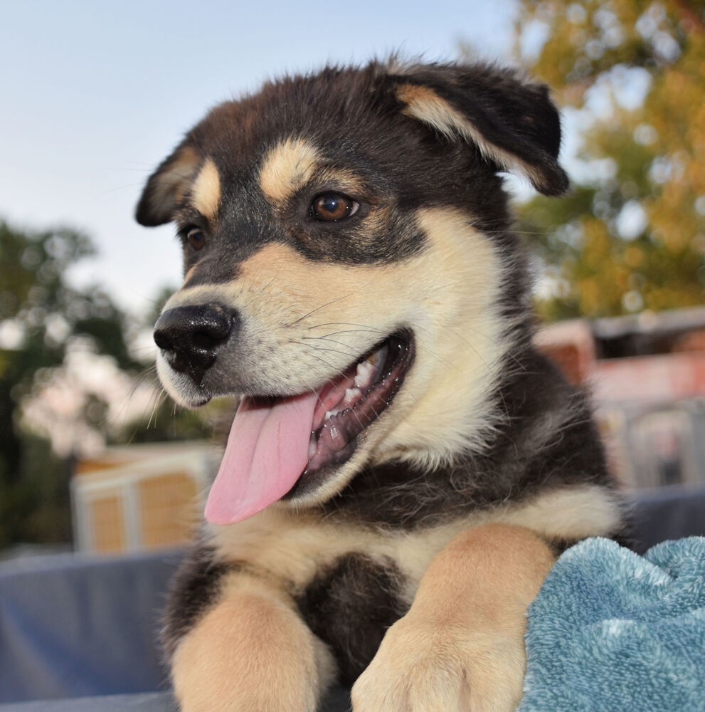 Teddy, an adoptable German Shepherd Dog in Dodson, MT, 59524 | Photo Image 6