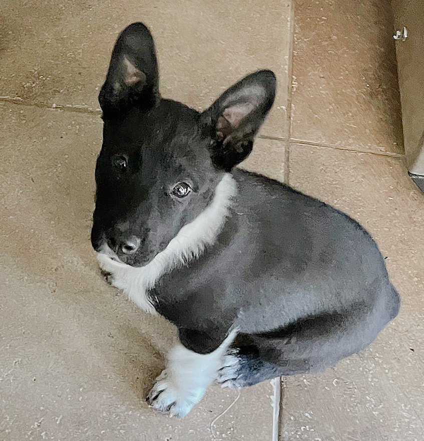 Aster, an adoptable Border Collie in Dodson, MT, 59524 | Photo Image 5