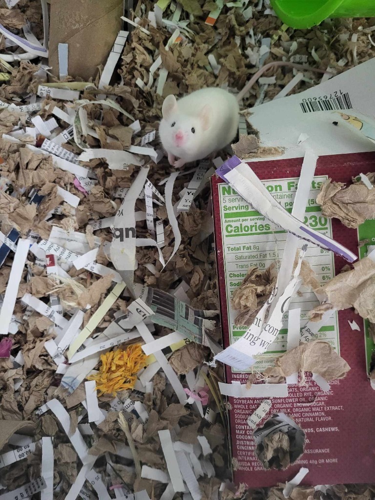 Mouse for adoption Rui, a Mouse in CRYSTAL LAKE, IL Petfinder