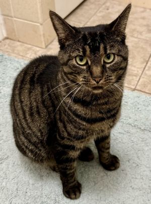 May, Adult Female Domestic Short Hair