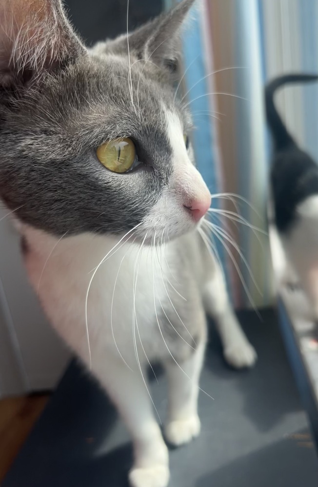 Hera