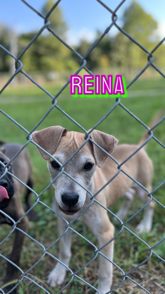 Reina