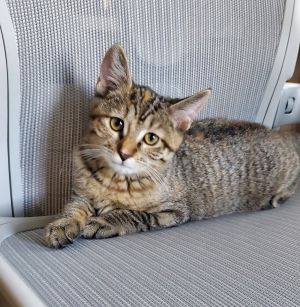 Bonkers, Young Female Domestic Short Hair