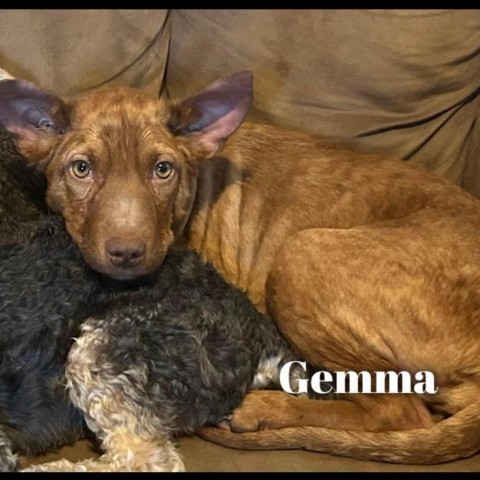 Gemma 6