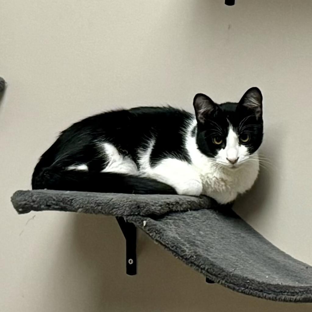 Spork, an adoptable Domestic Short Hair in Fort Collins, CO, 80526 | Photo Image 1