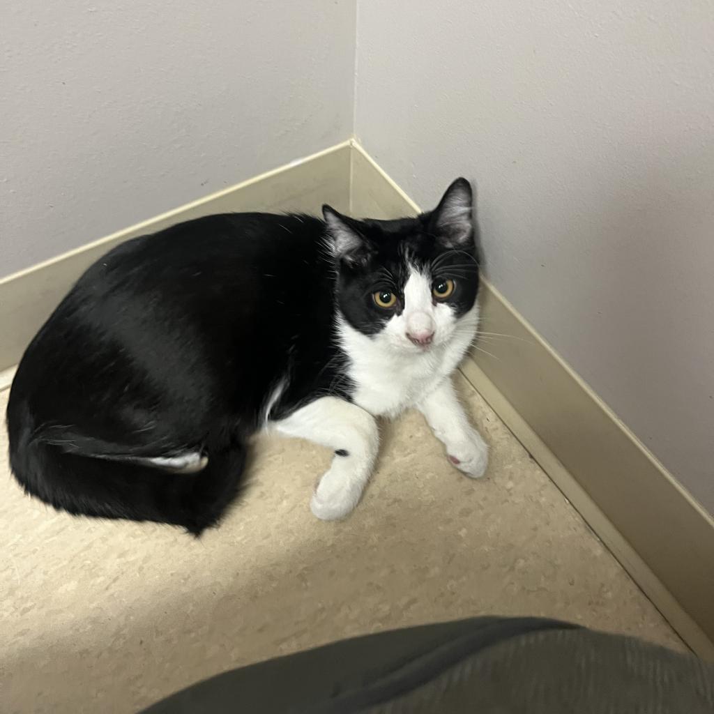 Spork, an adoptable Domestic Short Hair in Fort Collins, CO, 80526 | Photo Image 3