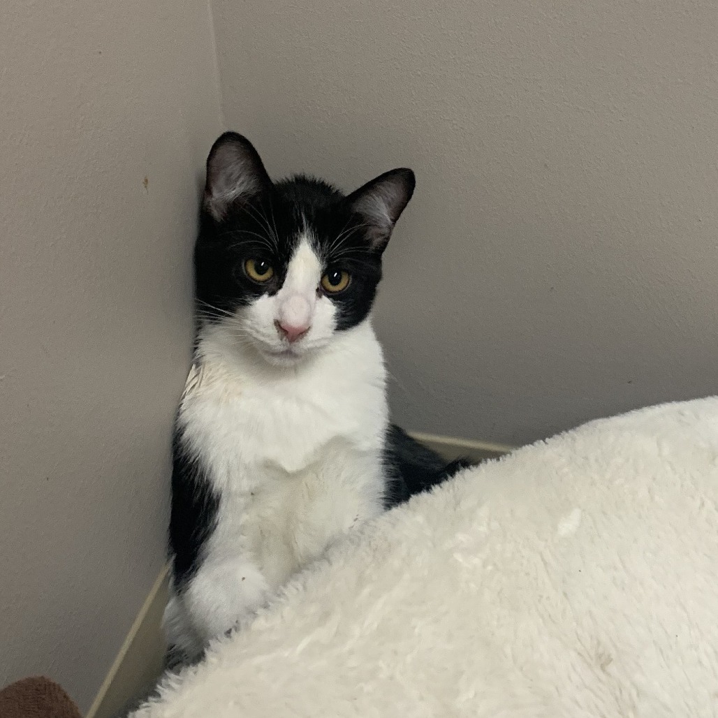 Spork, an adoptable Domestic Short Hair in Fort Collins, CO, 80526 | Photo Image 4