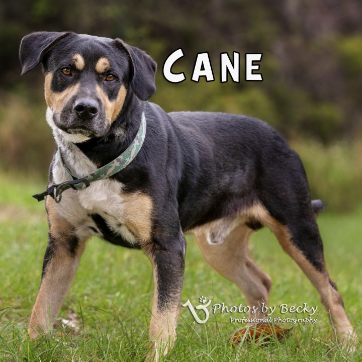 Cane 2