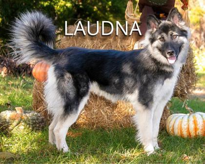 Laudna 2