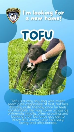 Tofu