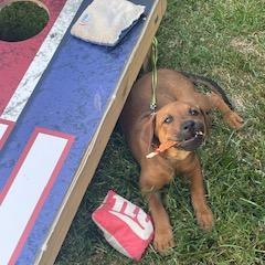 Poncho, Young Male Mixed Breed