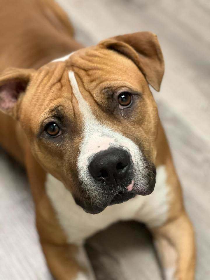 Indy 2.0, an adoptable Pit Bull Terrier in Arlee, MT, 59821 | Photo Image 1