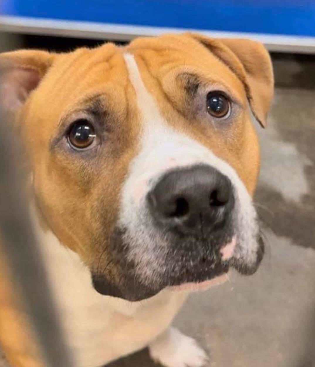 Indy 2.0, an adoptable Pit Bull Terrier in Arlee, MT, 59821 | Photo Image 2