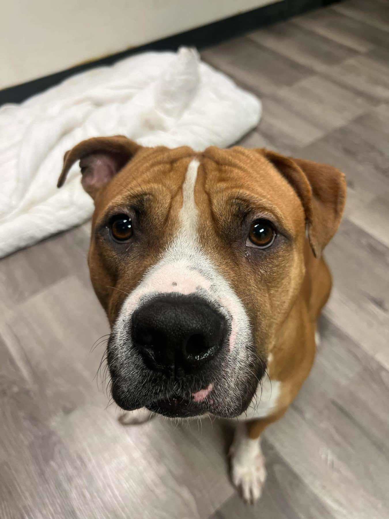Indy 2.0, an adoptable Pit Bull Terrier in Arlee, MT, 59821 | Photo Image 3