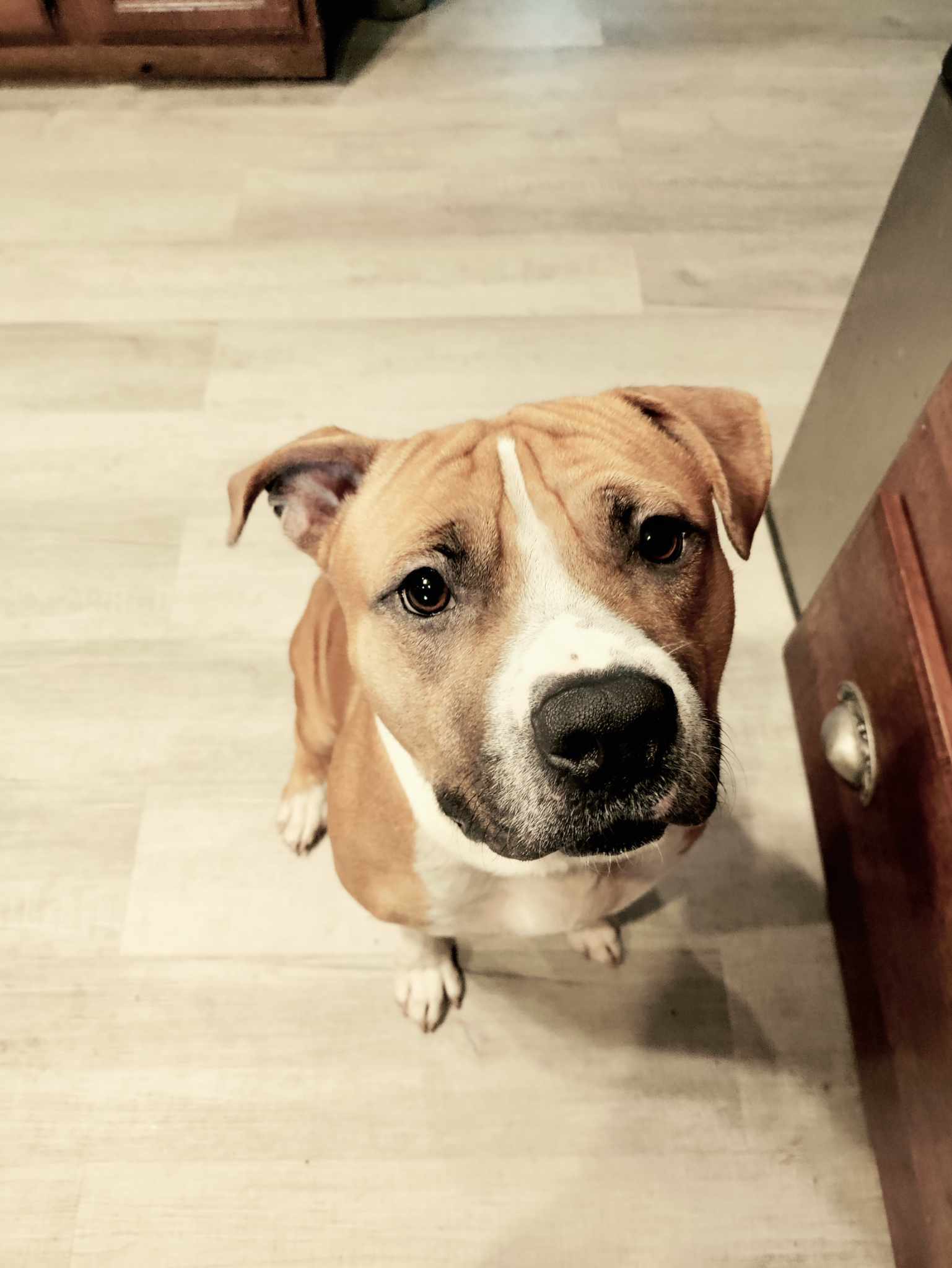 Indy 2.0, an adoptable Pit Bull Terrier in Arlee, MT, 59821 | Photo Image 4