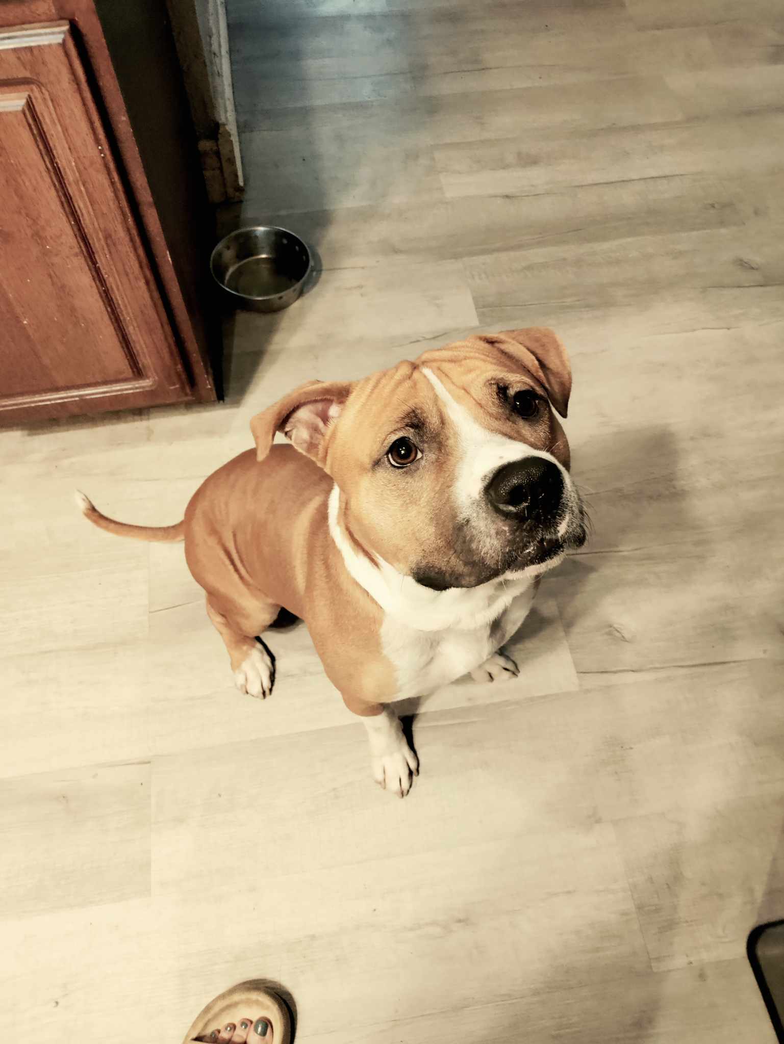 Indy 2.0, an adoptable Pit Bull Terrier in Arlee, MT, 59821 | Photo Image 5