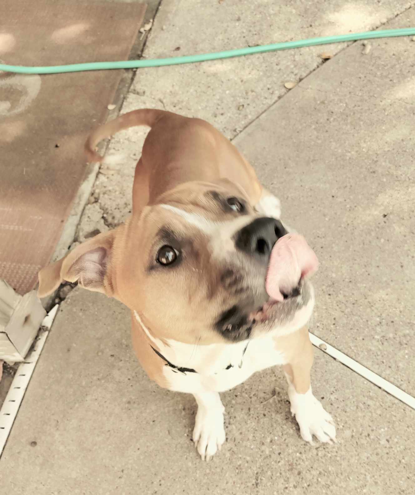 Indy 2.0, an adoptable Pit Bull Terrier in Arlee, MT, 59821 | Photo Image 6