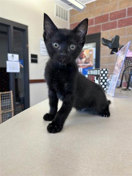 Korn, an adoptable Domestic Short Hair in Hutchinson, KS, 67504 | Photo Image 1